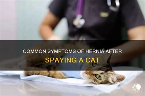 seroma cat|Cat Lumps After Spay or Neutering: Potential Hernia。